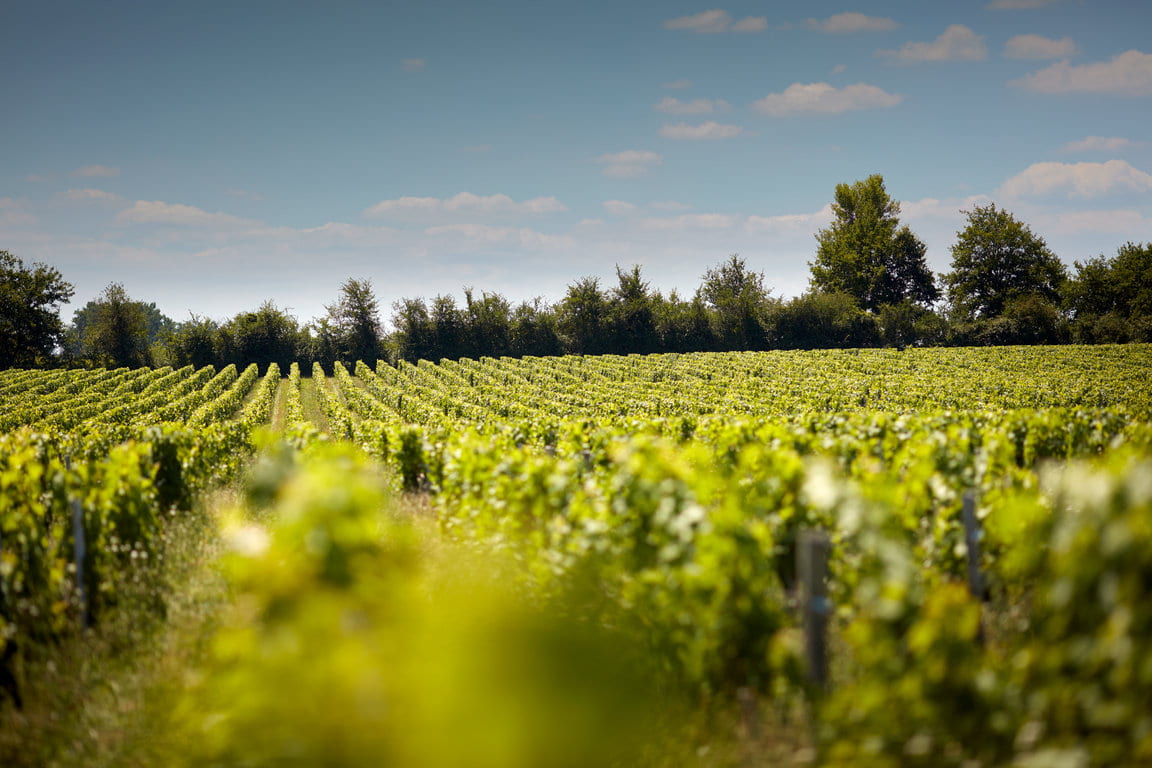 Vignes Moulis Mauvesin Barton ©Serge Chapuis